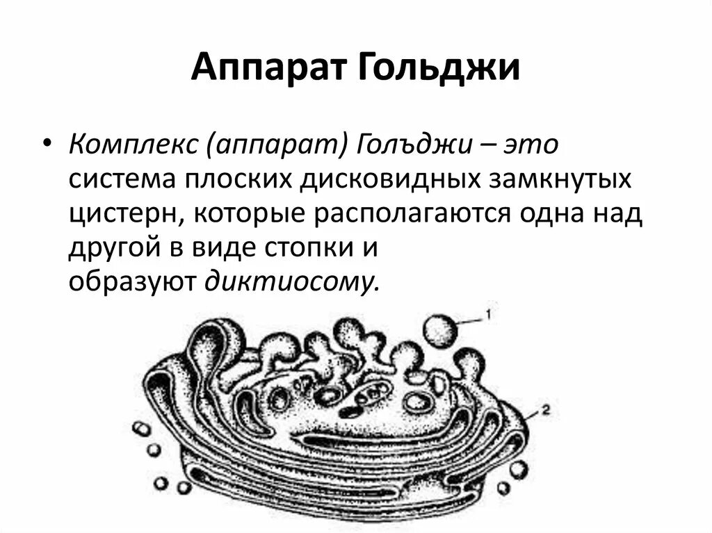 Какие мембранные структуры образует аппарат гольджи. Аппарат Гольджи строение органоида. Аппарат комплекс Гольджи строение и функции кратко. Функции пластинчатого аппарата клетки комплекса Гольджи. Ультраструктура аппарата Гольджи.