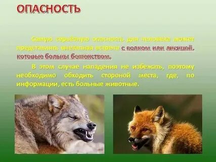 Опасности диких