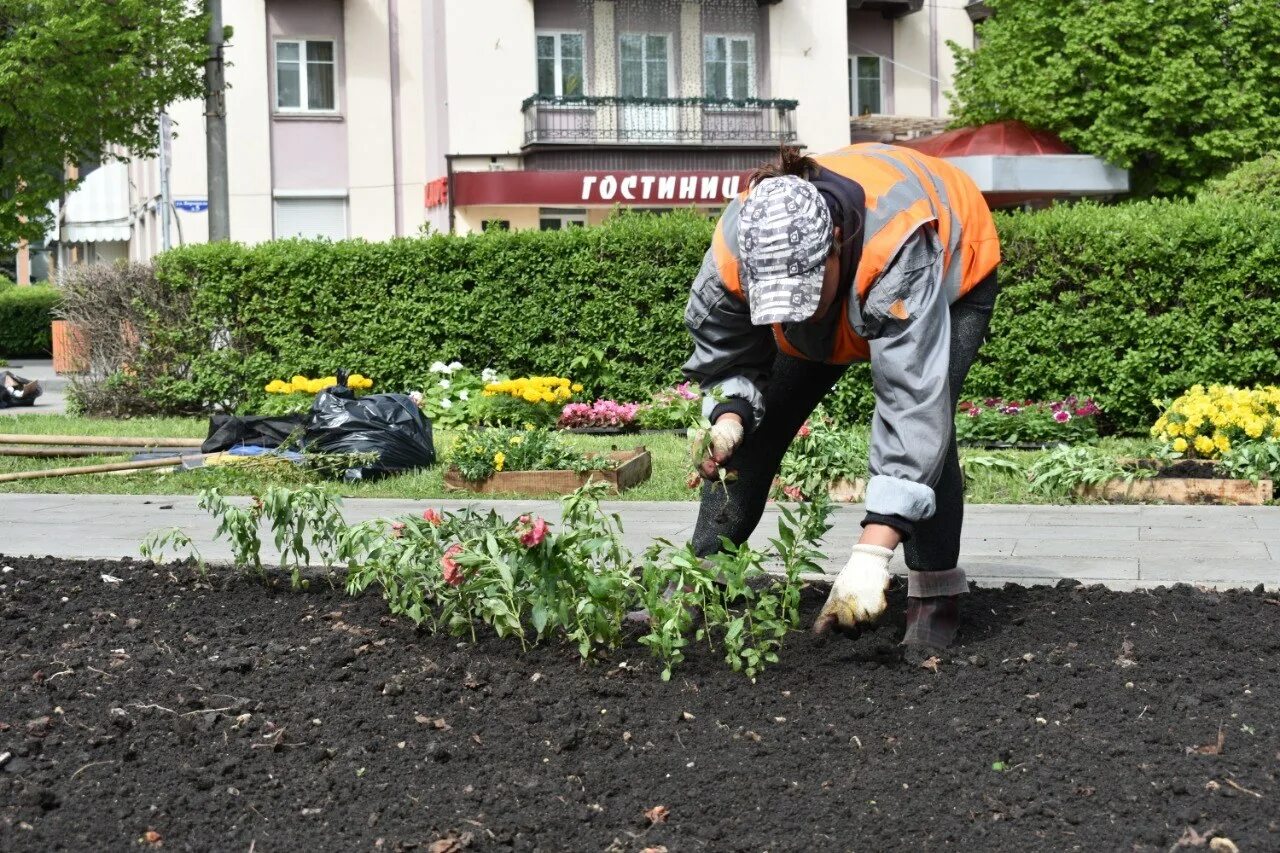 Зеленхоз псков. Уборка клумб. Рабочий зеленого хозяйства на клумбе. Озеленитель Армавир. Озеленители высаживают цветы.