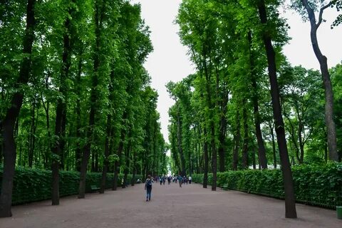 Деревья спб
