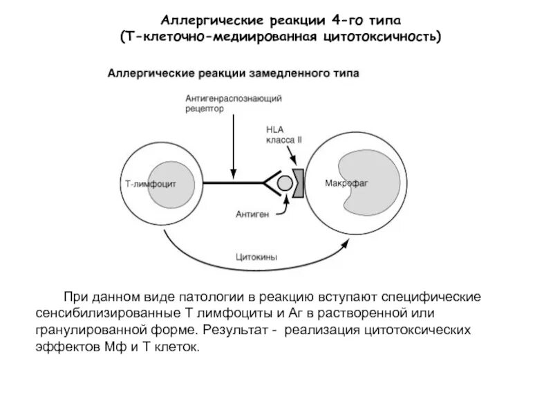 Клеточный тип аллергических реакций. Цитотоксический тип аллергической реакции схема. механизм аллергической реакции 4 типа. аутоиммунные реакции схема. схема аллергической реакции 4 типа.