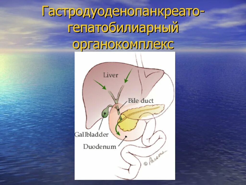 Гепатобилиарная зона что это. Гепатобилиарная система строение. Заболевания гепатобилиарной системы. Гепато биллиарная система. Строение гепатобилиарной системы.