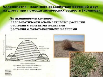 Как растения влияют друг на друга