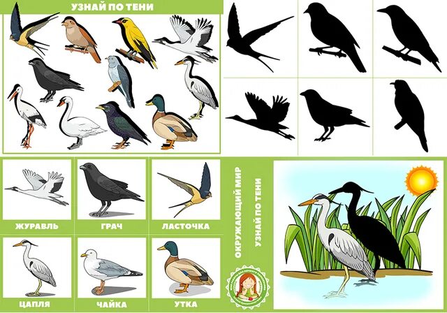 Теневое лото перелетные птицы. Перелетные птицы для дошкольников. Тень перелетных птиц. Тень перелетные птицы для дошкольников. Перелетные птицы картинки для детей распечатать