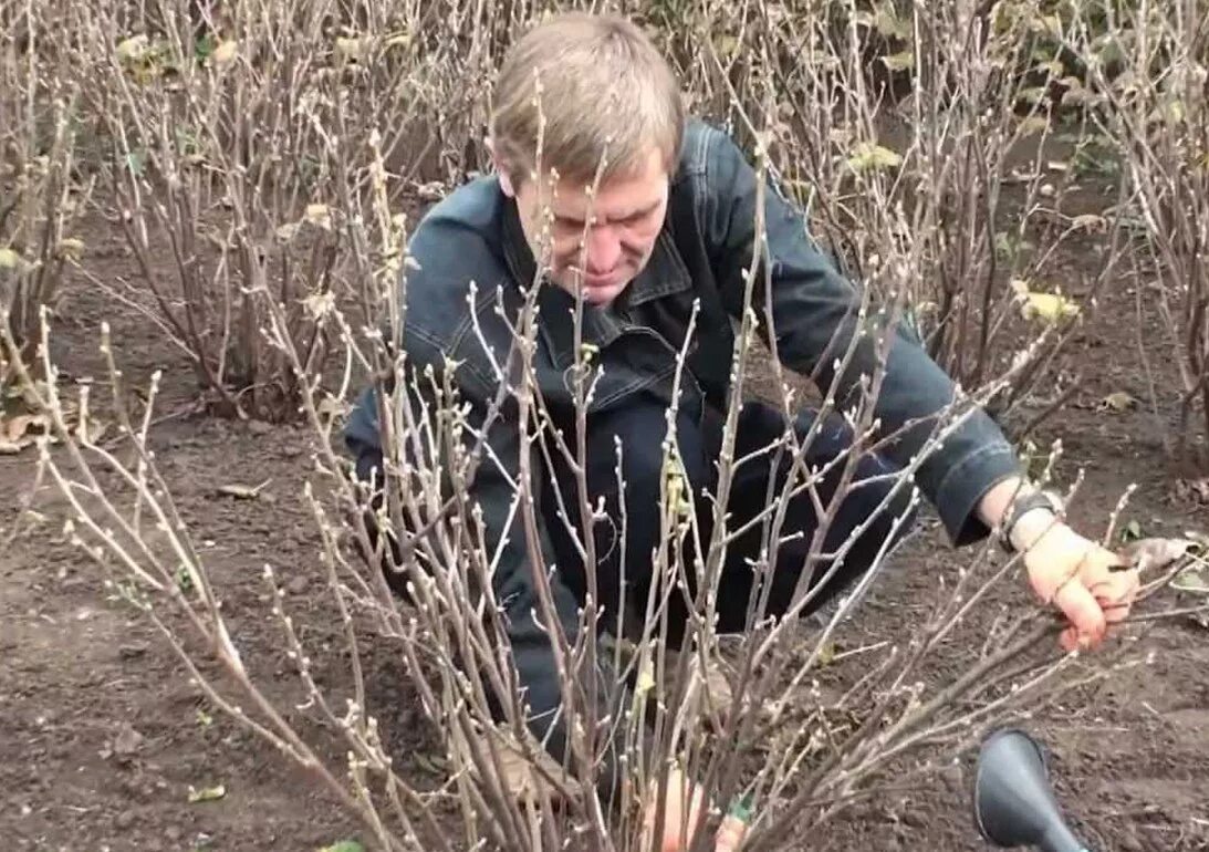 Весенняя обработка крыжовника и смородины. Прореженный куст крыжовника. Осенняя обрезка смородины и крыжовника. Обрезка смородины и крыжовника осенью. Обрезать крыжовник осенью.