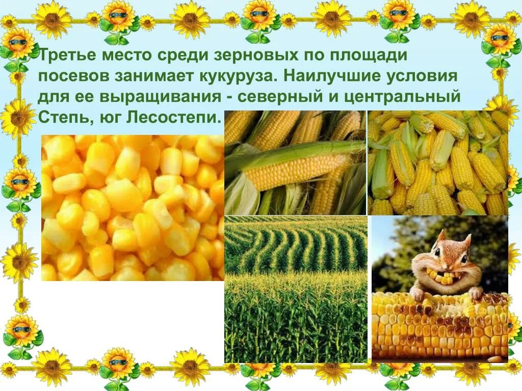 Кукуруза относится к группе. Зерна культурных растений. Презентация про кукурузу для детей. Кукуруза культурное растение. Презентация на тему посева кукурузы.