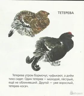 Зоология про птиц