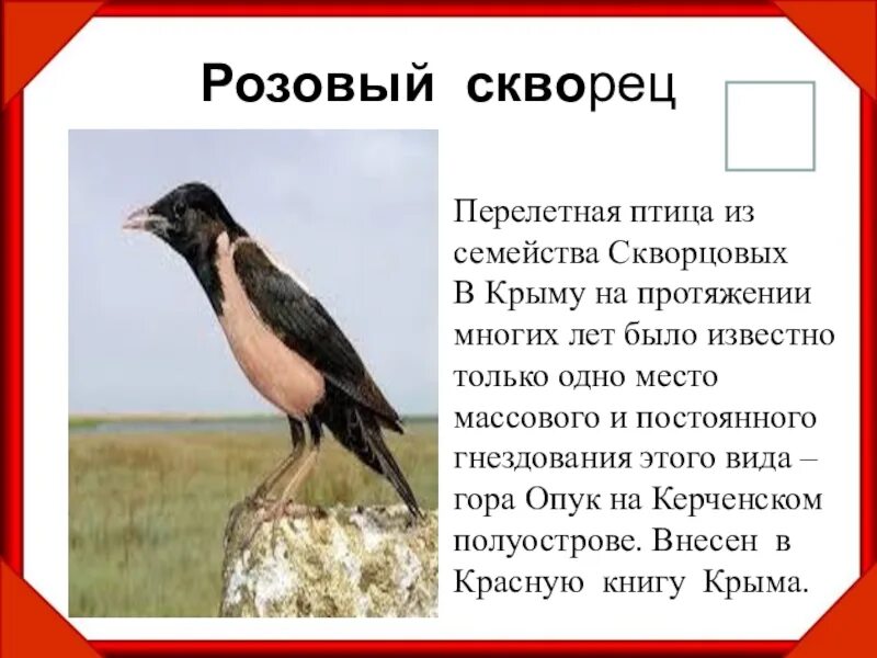 Текст розовые скворцы. Розовый скворец в Крыму красная книга. Птицы красной книги Крыма. Животные красной книги Крыма. Скворец красная книга.