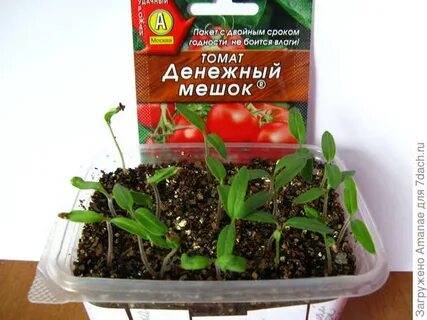 Черри денежный мешок