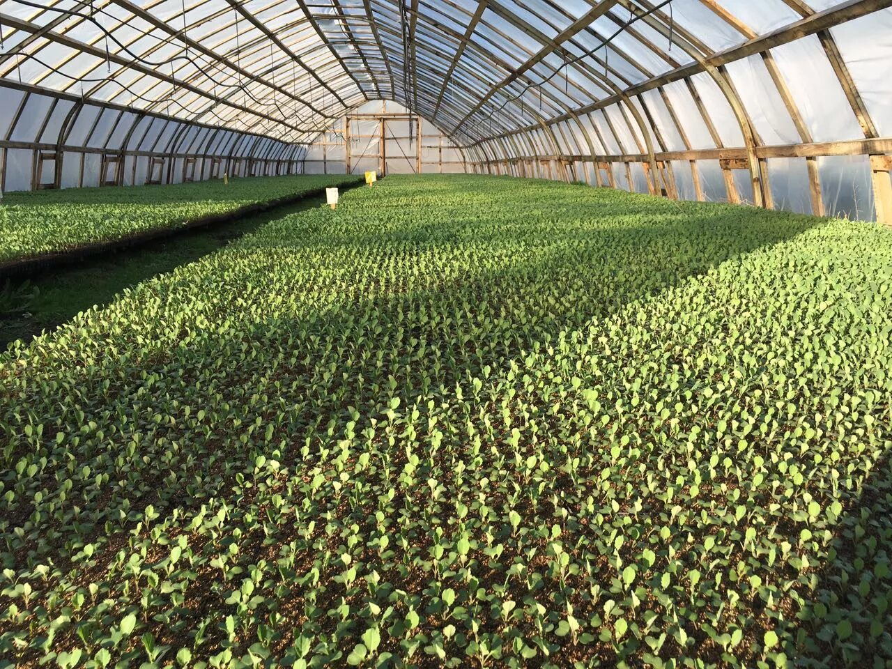 саженцы в упаковке. агрофирма донецкая долина. тепличный комбинат агрофирма культура. теплицы совхоза московский клубника. агрофирма рассада.