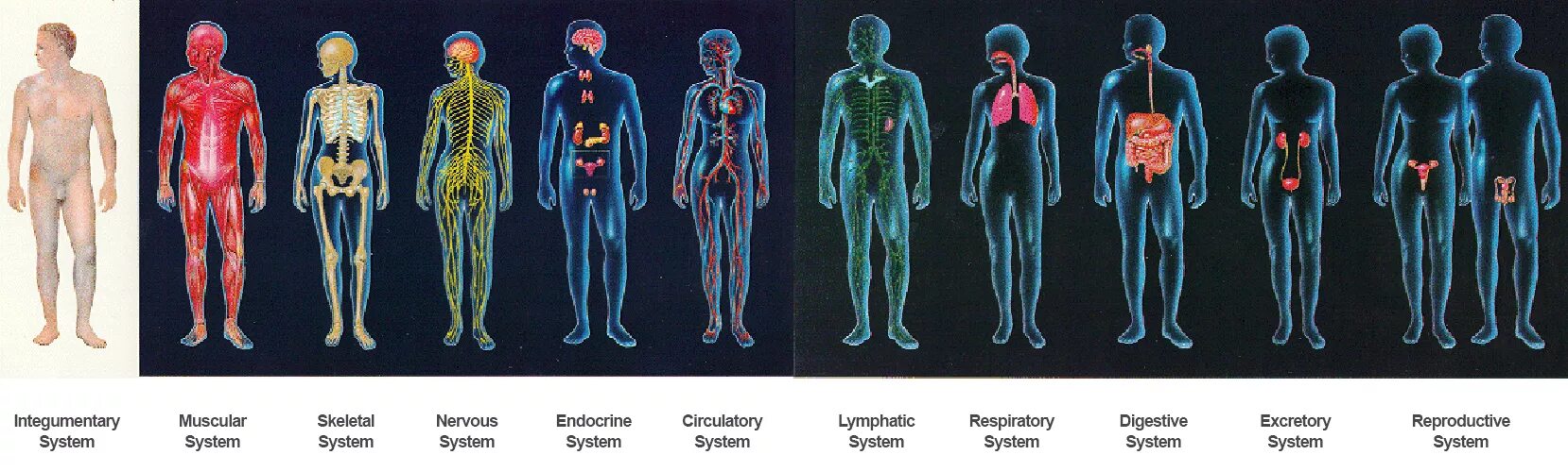 12 Систем организма человека. Системы тела человека. Системы органов организма человека. Сустмы организма человека.