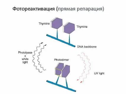 Прямая репарация днк