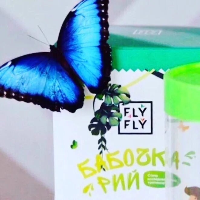 Бабочка белгород. Тропические бабочки fly fly. бабочкарий флай флай. тропические бабочки от флай флай. домик для бабочек флай флай.