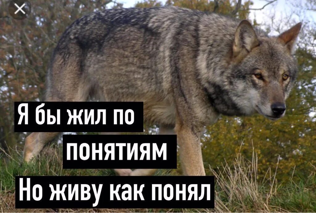 Надо жить по понятиям. Волк Мем. Мемы с волками. Мемы про Волков. Мемы с волками и Цитатами.