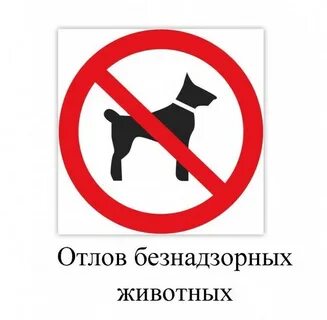 Отлов животных без владельцев