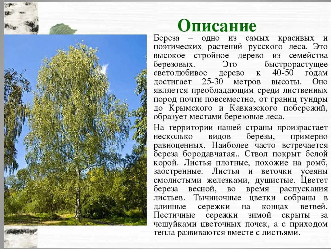 Береза живет дерево. Описание березы. Рассказ о Березе. Береза краткое описание. Краткоеописание берёзы.