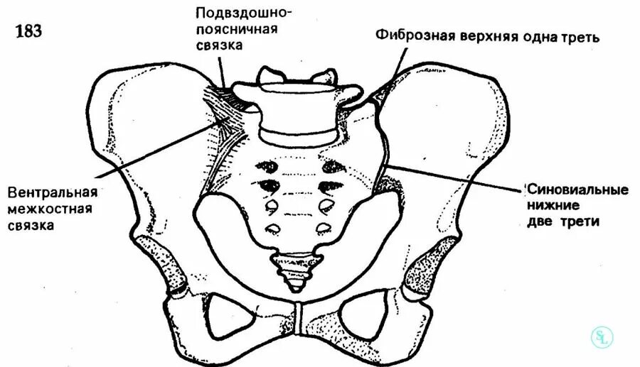 Доступы к крестцово подвздошному сочленению. Строение крестцово-подвздошного сустава. Строение крестцово подвздошного сочленения. Подвздошно поясничная связка. Поясничного отдела позвоночника и крестцово-подвздошных сочленений.