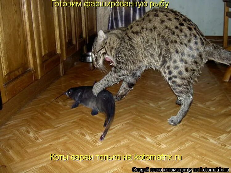 камышовый кот рыболов. дикая кошка камышовый кот. кавказский камышовый кот ставропольского края. кавзсавский камышовый кот. европейский лесной кот камышовый.