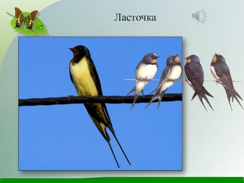 Как называлась ласточка раньше. Ласточки весной перелетные птицы. ласточка для дошкольников. ласточка перелетная птица. ласточка для слайда.