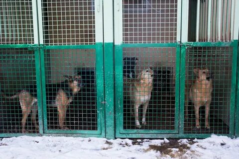 Приют зеленоград