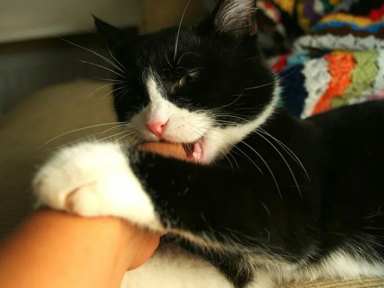Cat bite