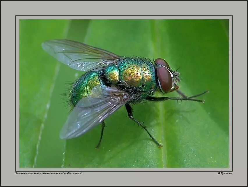 Словно муха. Муха навозная зеленая большая. Обыкновенная зелёная падальница. Муха зеленая падальница. Люцилия Муха.