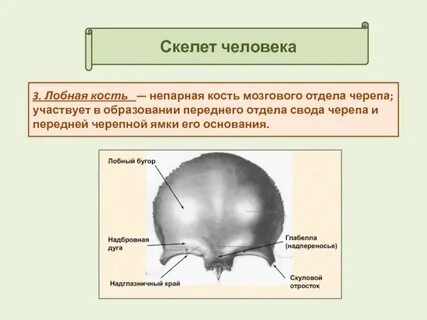 Лобная кость к каким костям относится