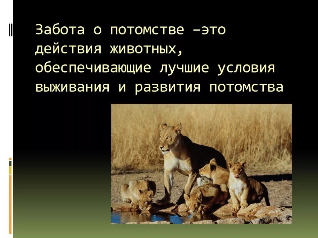 В чем выражается забота родителей о потомстве. Забота о потомстве у животных. Забота животных о детенышах. Заботасо потомстве у млекопитающих. Забота о потомстве это в биологии.