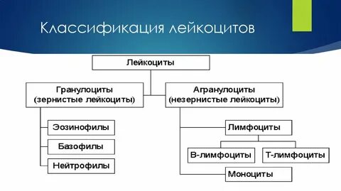 Виды лейкоцитов