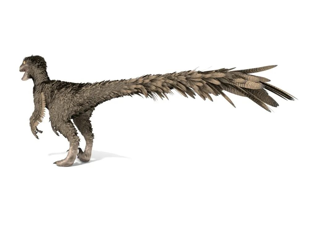 Велоцераптор как выглядел на самом деле velociraptor : any of a genus (Velociraptor) of theropod dinosaurs of the Late