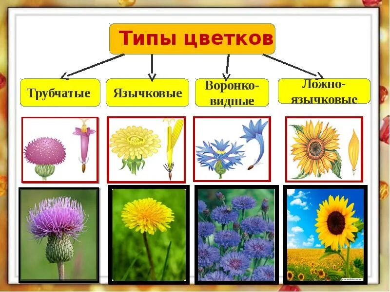 Мелкие цветки сложноцветных собраны. Трубчатые воронковидные и язычковые. Типы цветков астровых. Язычковые ложноязычковые трубчатые. Трубчатые язычковые ложноязычковые воронковидные цветки.