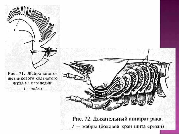 Строение ракообразных жабры. Дыхательная система ракообразных. Дыхательная система система ракообразных. Конечности ракообразных. Речной рак дышит при помощи жабр растворенный