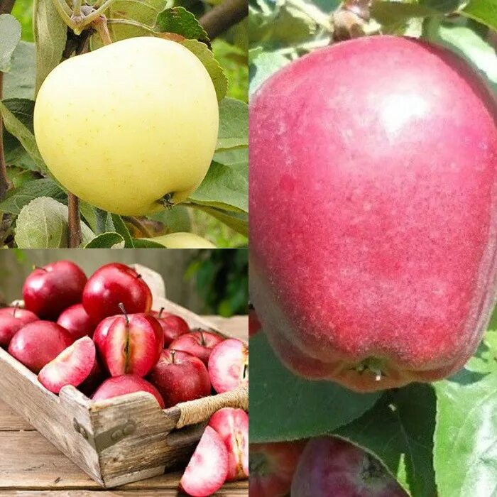 Саженцы яблони моди. Яблоня винерпо. Яблоня джумбо помм. Яблонево белгород. Яблоня моди отзывы.