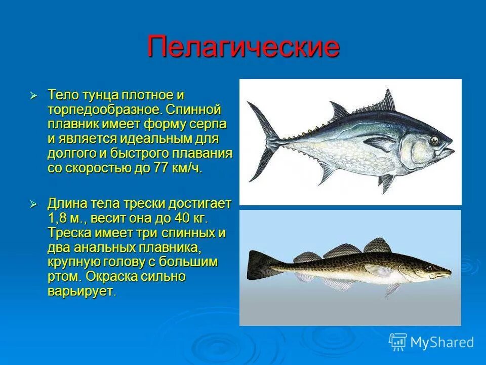 Форма тела рыб. Макруровидная форма рыб. Форма внешнего строения рыбы. Какова форма тела рыб. Внешнее строение рыбы.