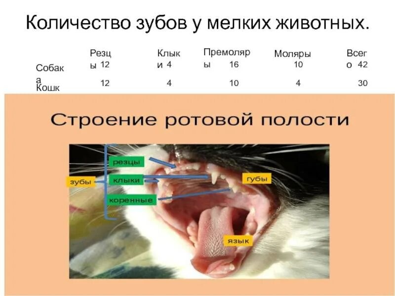 Во сколько месяцев меняются зубы у собак. Зубы у кошки схема.