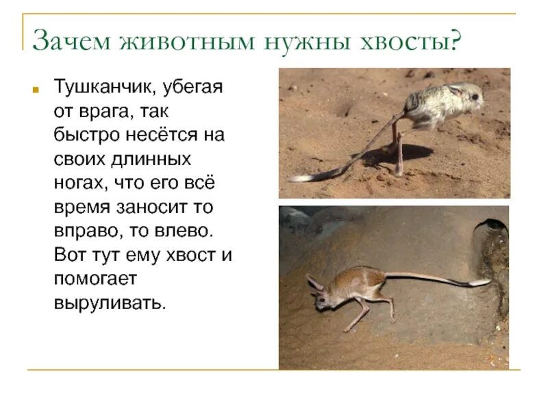 Тушканчик сообщение 4. Для чего животным нужен хвост. тушканчик презентация. зачем нужен хвост. презентация зачем животным нужен хвост.