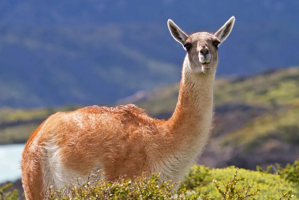 Animal latin. Гуанако в Южной Америке. Лама гуанако в Южной Америке. Гуанако млекопитающие Южной Америки. Дикая лама Патагонии.