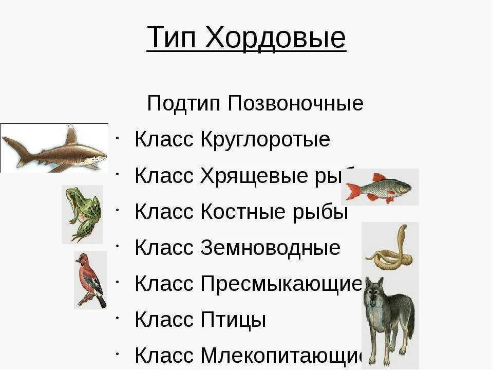 Контрольная работа птицы млекопитающие