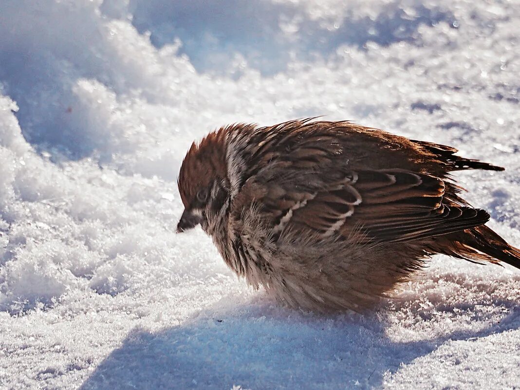 Cold bird. Нахохлившиеся птицы зимой. Птица мерзнет. Воробей зима. Нахохлившийся Воробей.