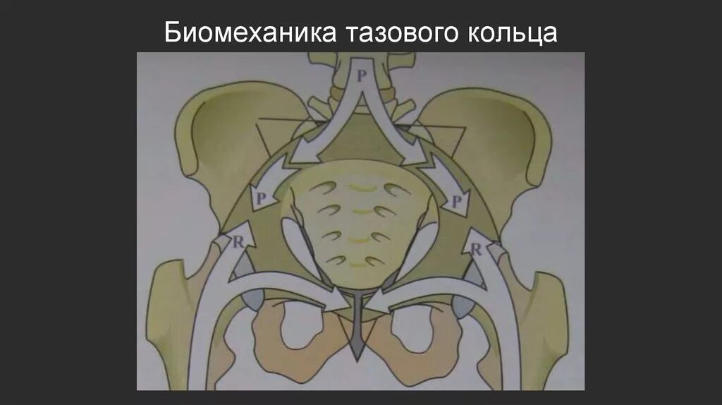 Кости тазового кольца. Нарушение целостности тазового кольца. биомеханика костей таза. переднее и заднее полукольцо таза.