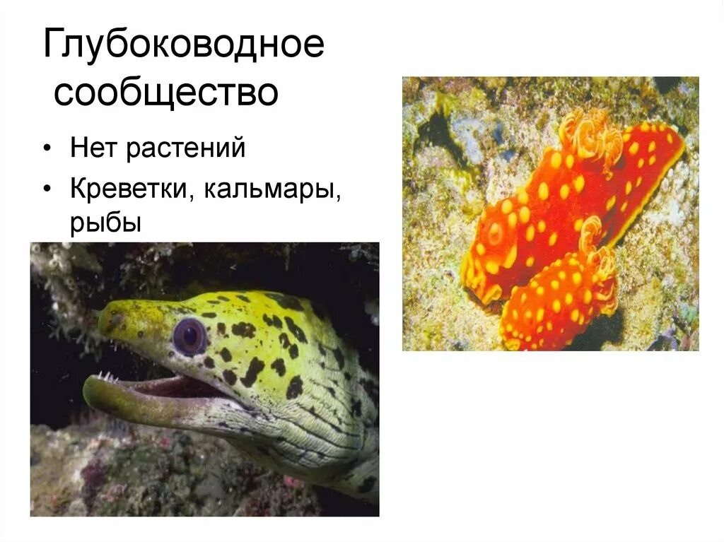 Данные представители сообщества. Представители глубоководного сообщества. глубоководное сообщество. в глубоководных сообществах океанов отсутствуют ответы.