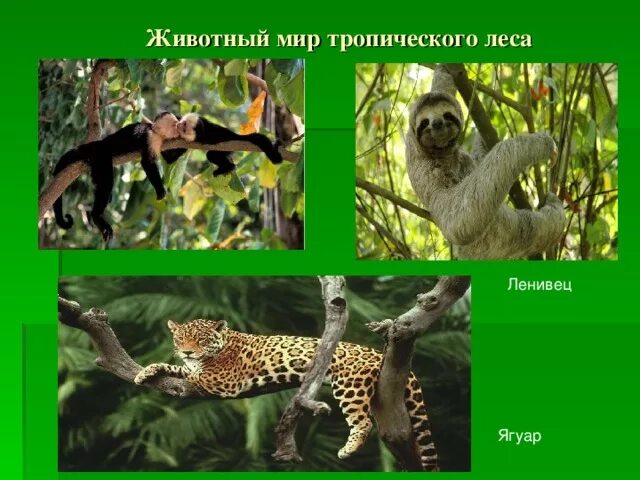 Тропические животные 1 класс. Животные и растения тропических лесов. Животные и растения тропического пояса. Животный мир тропического леса. Тропический лес растения и животные.