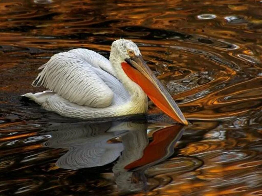 Пеликан кудрявый (pelecanus crispus). Пеликан заповедник казахстан. Пеликаны в краснодарском крае. Пеликан астраханский. Кудрявый пеликан краснодарский край.