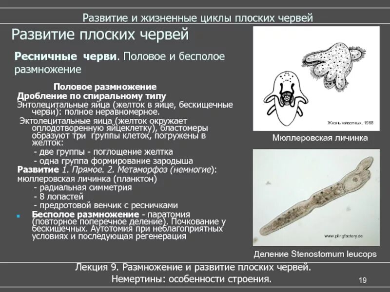 Как происходит бесполое размножение у плоских червей. Жизненный цикл развития плоских червей. размножение и развитие плоских червей. размножение плоских червей таблица. метаморфоз плоских червей.