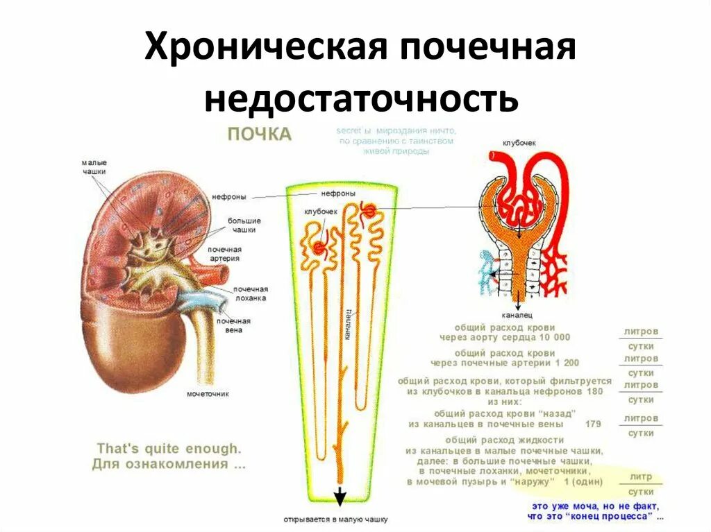 Почему плохие почки