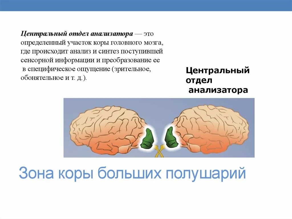 Центральный отдел анализатора. Анализаторы и отделы мозга. Вкусовой анализатор в коре головного мозга. Вкусовой анализатор отделы коры головного мозга.