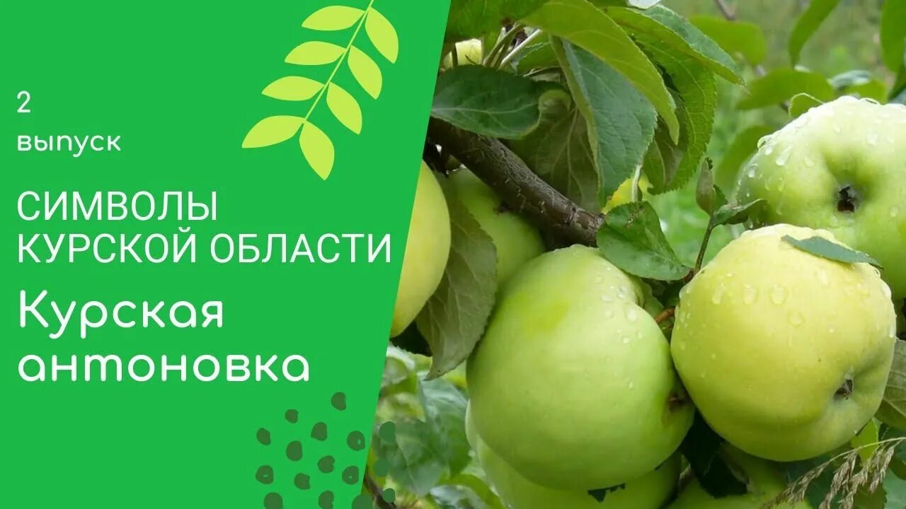 Яблоня антоновка. Яблоня антоновка китайка. Антоновка донецк. Антоновка сортотип яблони яблоки. Село антоновка донецкая область.