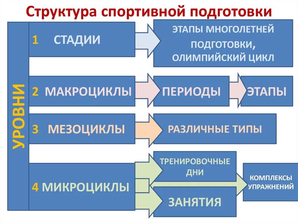 Этапы физического обучения. Структура спортивной подготовки. Циклы тренировочного процесса. Периодизация спортивной тренировки. Структура спортивной подготовленности.