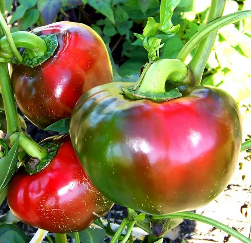 томат калабрези характеристика и описание. томат калабрези (сады россии). томат калабрези характеристика и описание. томат калабрези характеристика и описание. томат сорт калабрезе.