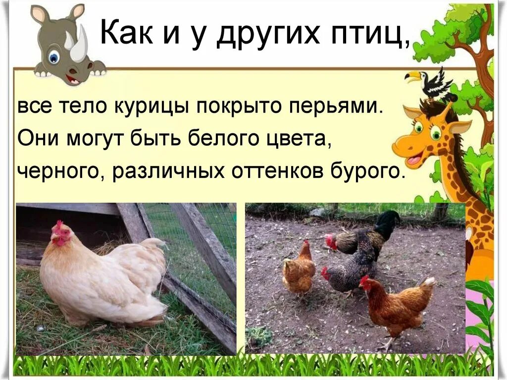 Загадка про кур. Тема с курицей. Темы для презентаций куры.